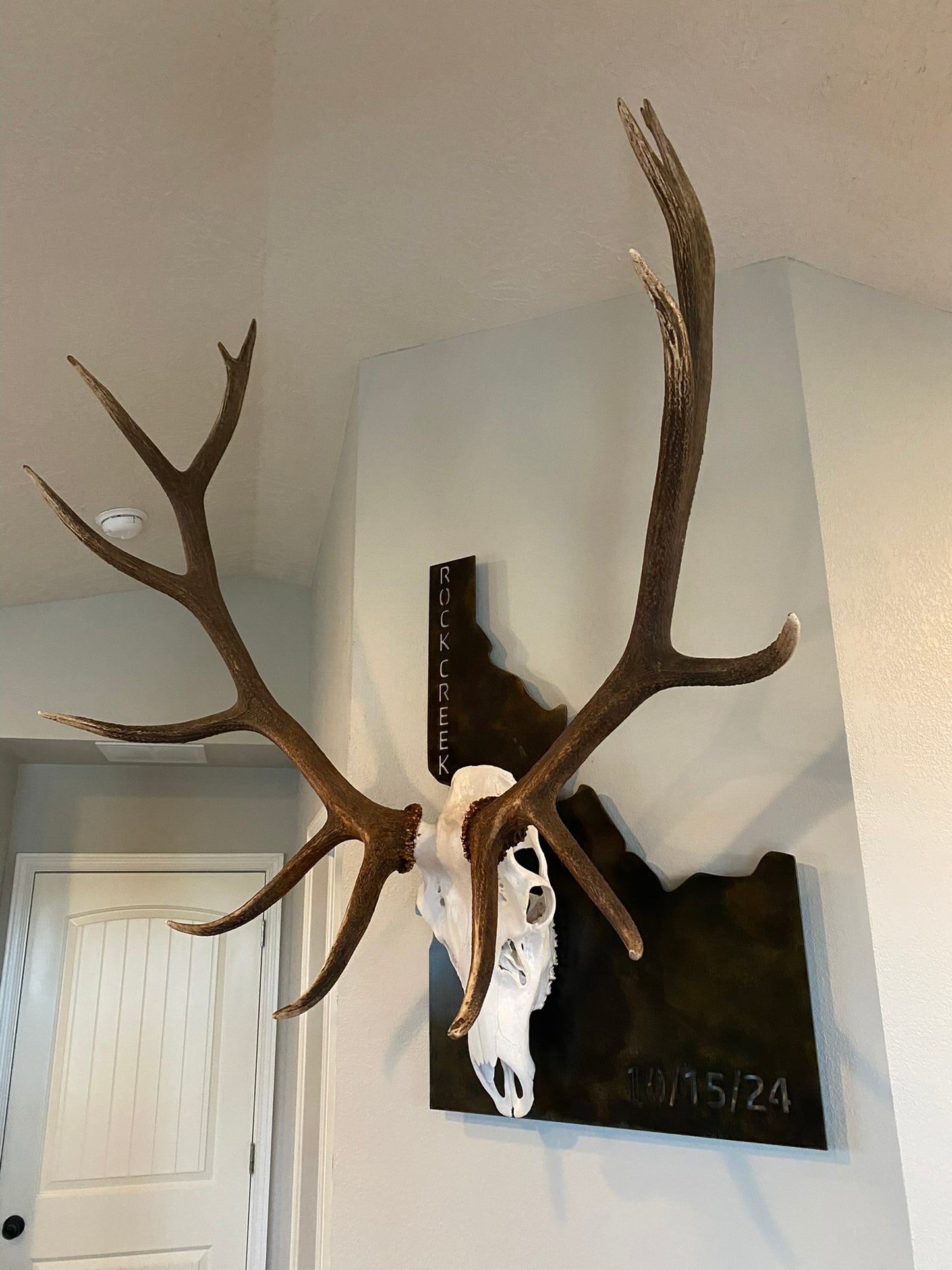 State of Idaho Big Game Euro Skull Mount